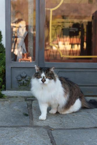 a cat sitting in front of a door at Guesthouse Giulietta e Romeo in Cossogno
