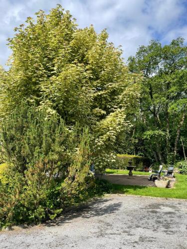 a large tree in the middle of a park at Woodland Cottage in Galway