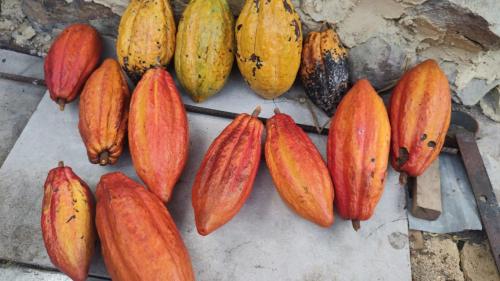 Foto de la galería de Finca Villa Marleny en Fusagasuga