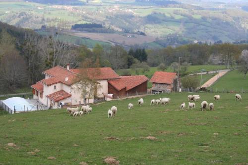 un troupeau d'ovins herbivores dans un champ proche d'une maison dans l'établissement Gîte La ferme de Taverne-Piscine privée chauffée, à Saint-Martin-la-Sauveté