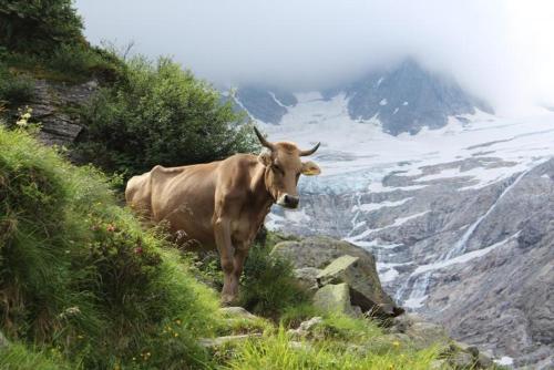 a cow standing on the side of a mountain at Almstüberl - Schiestl's Ferienhütten in Mayrhofen