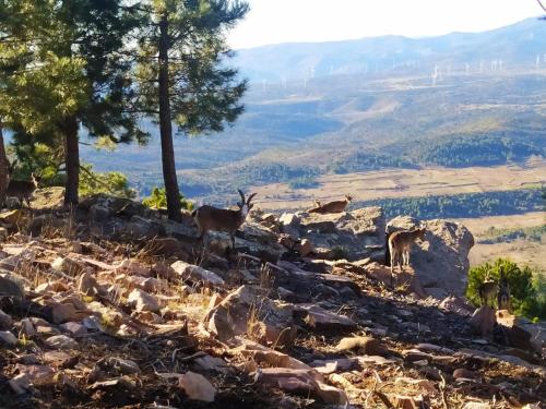 a group of animals standing on a rocky hill at Casa la Cisterna in Pina de Montolgrao