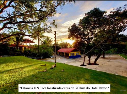 a group of ducks sitting on the grass in a park at Hotel Netto in Cachoeiras de Macacu