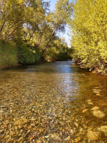 a river with leaves on the ground next to trees at Cabañas SurEnya in El Bolsón