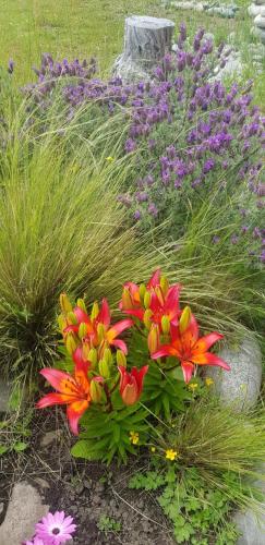 a bunch of flowers in a garden at Cabañas SurEnya in El Bolsón