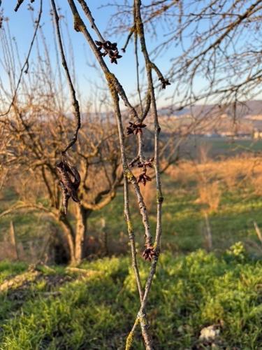 a branch of a tree with a field in the background at Acero Rosso in Moncalvo