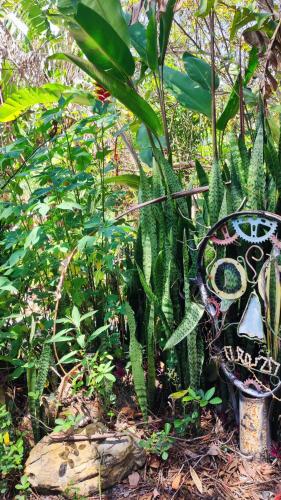 a bench sitting next to a bunch of plants at Bela Oyá Casa Hostel in Vale do Capao