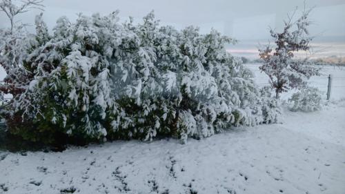 a bush covered in snow in a yard at Room 2 , Williamstown, Ireland in Crumlin