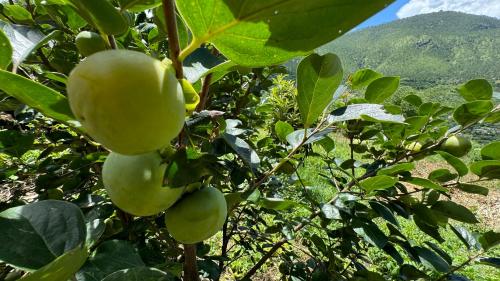 a bunch of green apples hanging from a tree at Wangdue Ecolodge in Wangdiphodrang