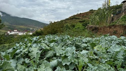 a field of cabbage growing on a hill at Wangdue Ecolodge in Wangdiphodrang