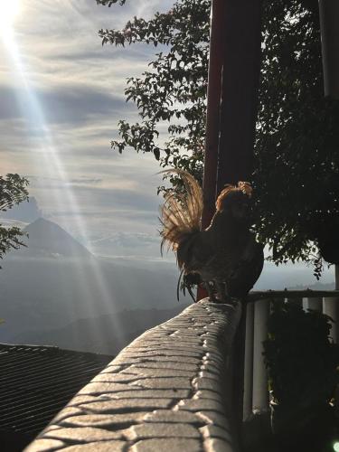 a bird sitting on top of a brick wall at Hotel Hostal El Castillo Santa in Santa Bárbara