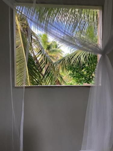 a window with a curtain and a palm tree at Flor da ilha in Ilha de Boipeba