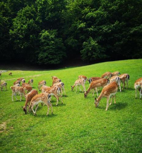 a herd of deer grazing in a field of grass at Apartment Romeo & Julija, Near terme Olimia, Free Parking in Podčetrtek