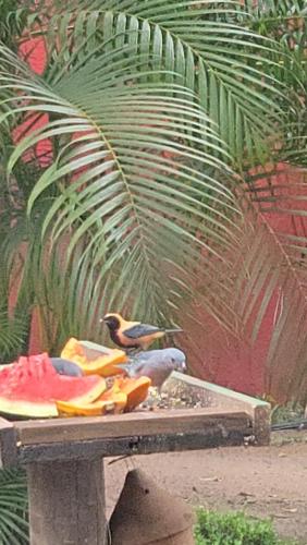 Gambar di galeri bagi Pousada Casa de Sapê di Arraial d'Ajuda