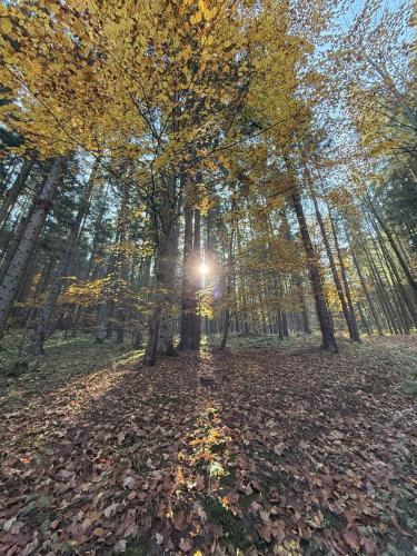 a tree with leaves on the ground in a forest at Chata pod Cigerníkom in Matiašovce