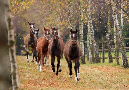 a group of horses running down a field at Stadnina Koni Nad Wigrami in Mikolajewo