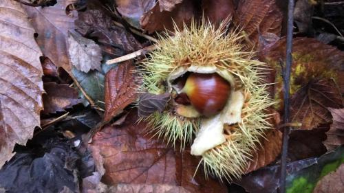 a close up of a nut on the ground at Mirador de Miranda, Apartamentos Rural & Spa Inc in Cutiellos