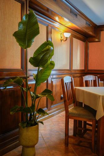 a plant in a room with a table and chairs at Bark Inn - Bed and Breakfast in Braşov