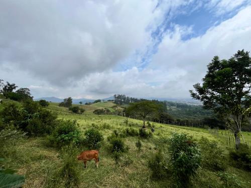 a cow grazing in a field on a hill at Chalet Zen Bella Vista in San Juan