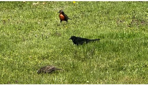 Animales en la casa vacacional o alrededores