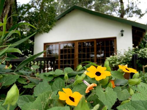 a group of yellow flowers in front of a house at The Retreat Country Lodge in Romelcoh