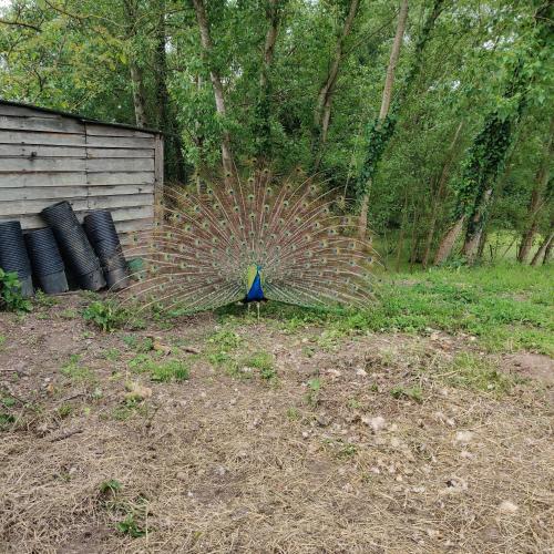 a peacock standing in a field next to a fence at Tipi Cheyenne des monteaux in Vivy