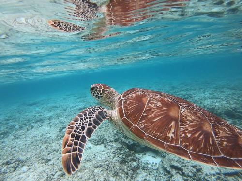 a green sea turtle swimming in the water at MAETAKAYA しまんちゅ in Ishigaki Island