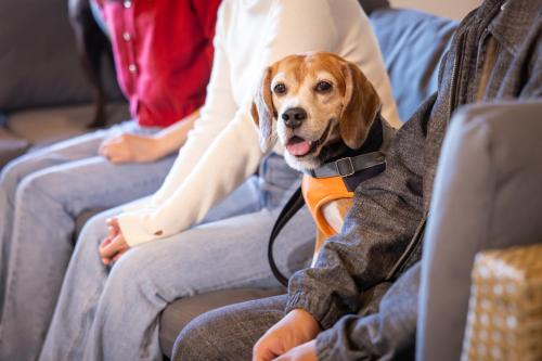 a dog sitting on the lap of a person at Breeze Awaji Kamaguchi in Awaji