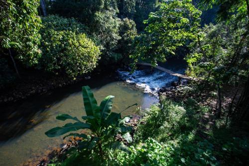 a river in the middle of a forest at Hug Bolaven Homestay and Camping in Ban Nongpèn