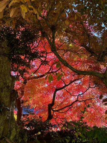 a tree with red leaves on it next to a river at Children's cafe B&B Kimie in Kamakura