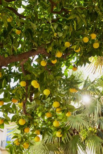 a tree filled with lots of lemons hanging from it at Maison des Barons in Nice