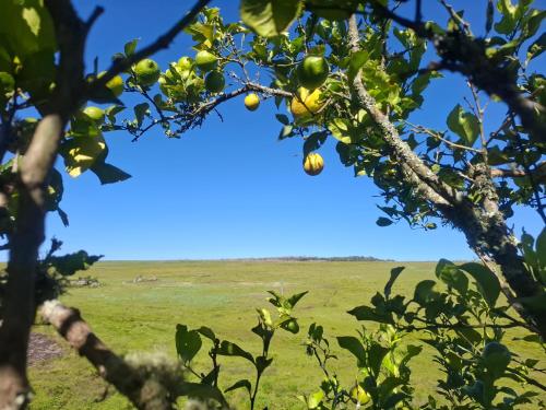 an apple tree with a field in the background at Paradise View Guesthouse in Graskop