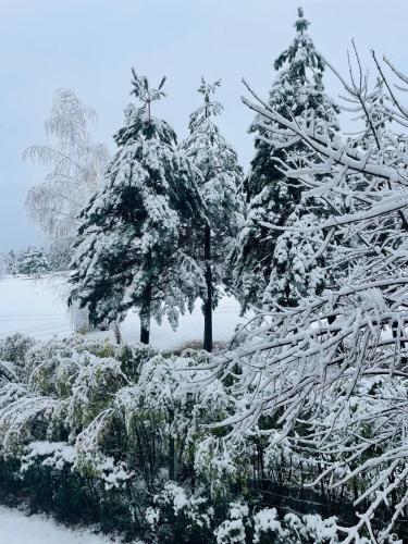 a group of trees covered in snow at Ground floor 2-bedrooms, 2-bathrooms apartment near Bansko in a complex with pools and SPA included in Razlog