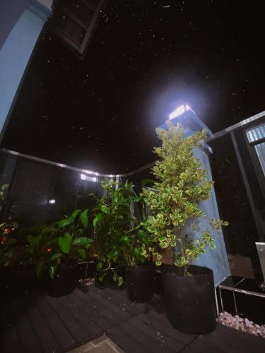 a group of potted plants on a balcony at night at SAIGONESE Studio in Ho Chi Minh City