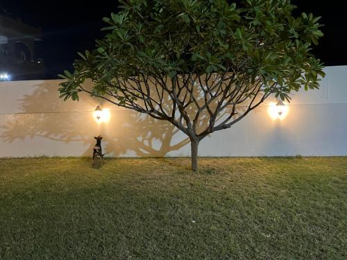 Taman di luar White dune
