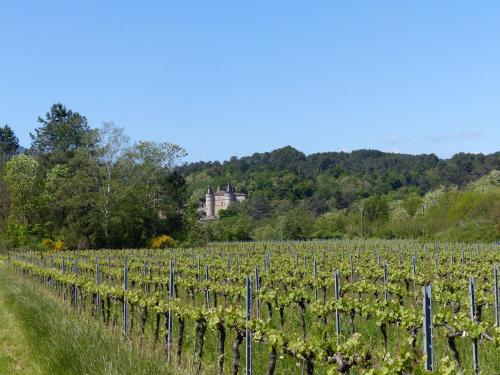 a field of vines with a house in the background at Apartment Les Vans-Cottage 3 pièces 6 personnes by Interhome in Chambonas