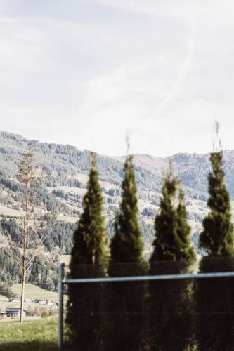a group of pine trees in front of a mountain at Lebe`schlitters - Das Ferienapartmenthaus im Zillertal in Schlitters