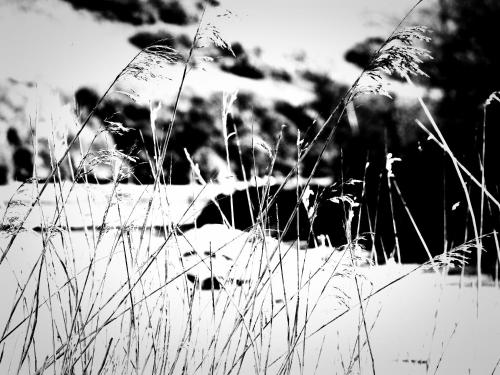 a black and white photo of some snow and grass at 18 Church Street in Salcombe