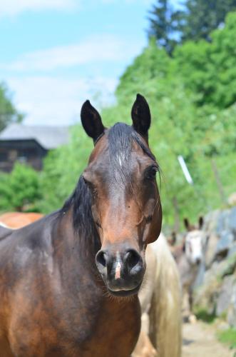 a brown horse is looking at the camera at Künstlerstubn in Hartneidstein