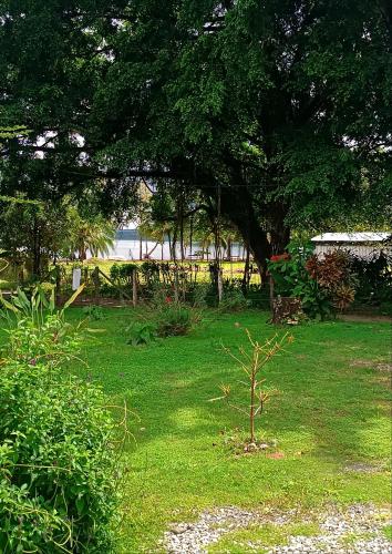 a small tree in a field of green grass at Macaw in Puerto Jiménez