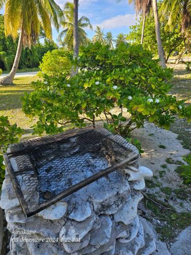 Κήπος έξω από το Kinakamo Lodge et Activités Rangiroa