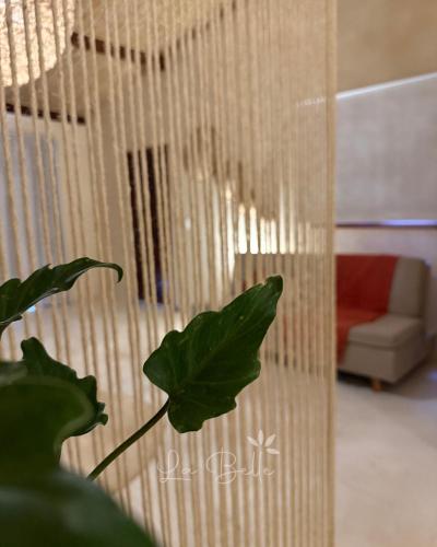 a green plant in a room with a couch at La Belle Resort Lago Azul in Nísia Floresta