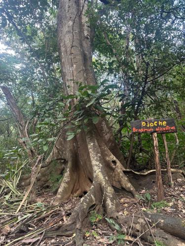 a tree with a sign in front of it at Finca Avellanas in Playa Avellana