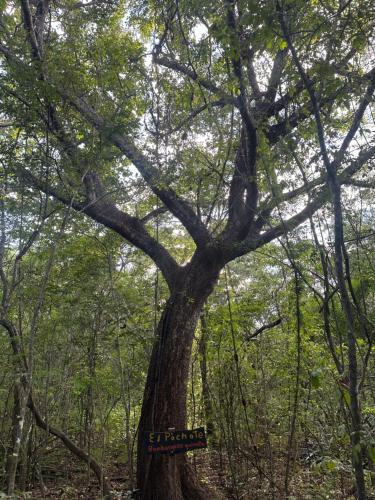 a tree with a sign hanging from it at Finca Avellanas in Playa Avellana