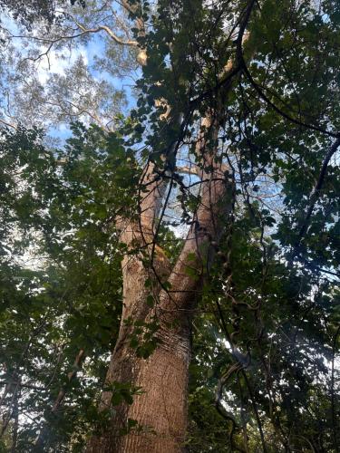 a tall tree with branches and leaves at Finca Avellanas in Playa Avellana