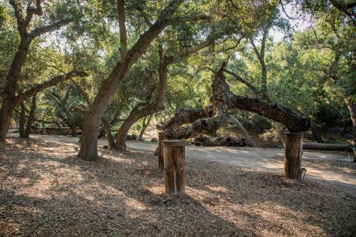 a group of trees with poles in a park at Historic Farmhouse on 5 Peaceful Acres with Ancient Oaks & Creek above Temecula in Temecula
