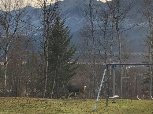 a sheep walking in a field next to a goal at Nell's Mountain Lodge - Arcade Hottub Fire Pit 5 Acres in Golden