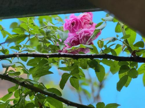 a pink rose on a tree branch at Manglinerida in Ấp Man Ling