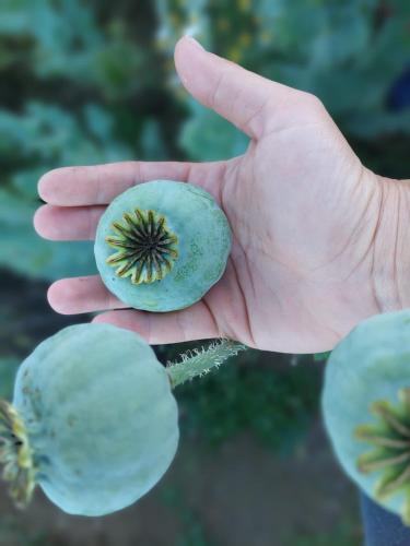 eine Person, die zwei grüne Gemüse in der Hand hält in der Unterkunft Fremdenzimmer Pehn in Ottenschlag