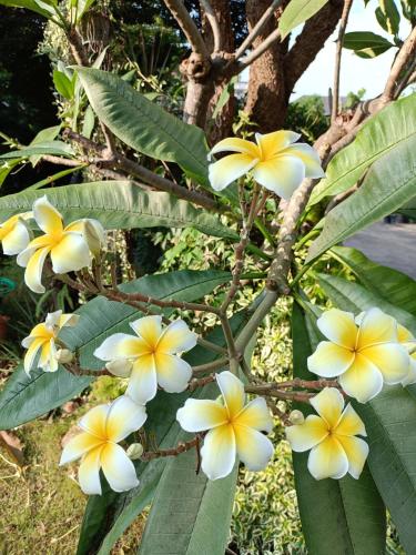 Taman di luar บ้านเราอุทัยธานี โฮมสเตย์